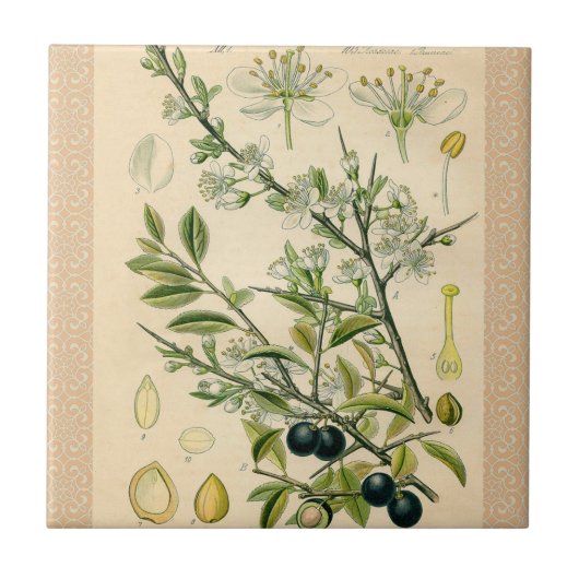 Antiek Blackthorn Botanische Print Bloembes Tegeltje (Voorkant)