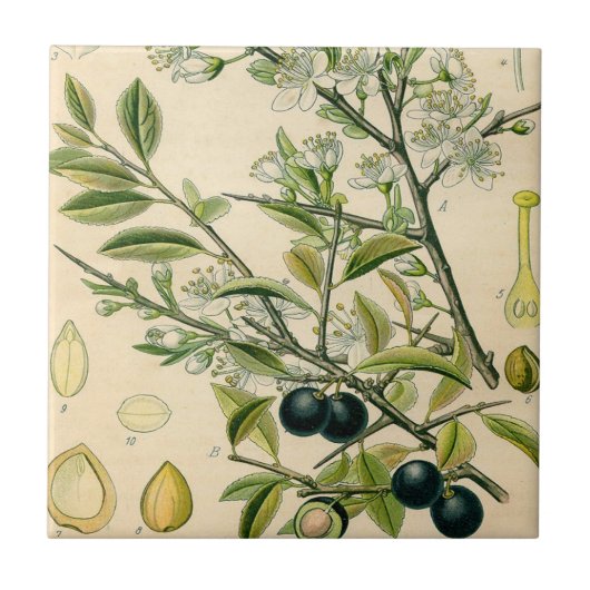 Antiek Blackthorn Botanische Print Bloembes Tegeltje (Voorkant)