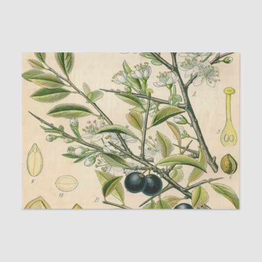 Antiek Blackthorn Botanische Print Bloembes Tissuepapier (Voorkant)