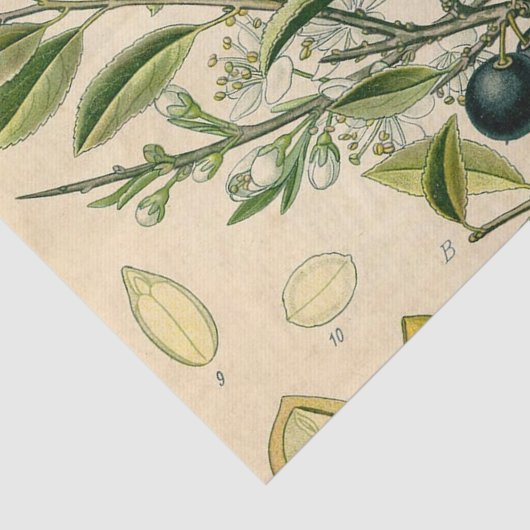 Antiek Blackthorn Botanische Print Bloembes Tissuepapier (Detail)