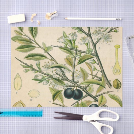 Antiek Blackthorn Botanische Print Bloembes Tissuepapier (Craft)