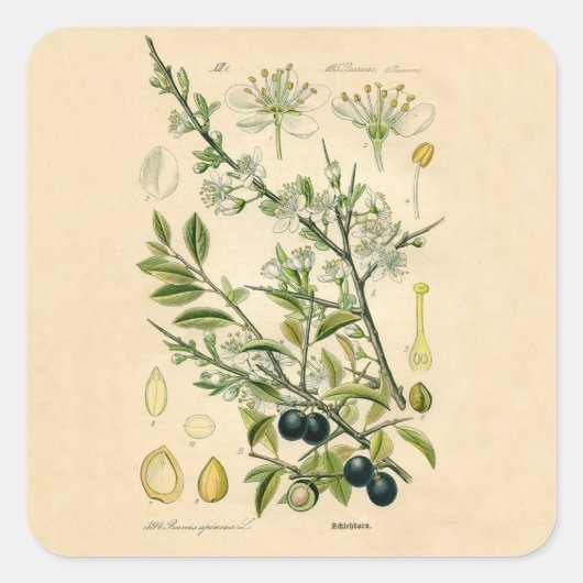 Antiek Blackthorn Botanische Print Bloembes Vierkante Sticker (Voorkant)