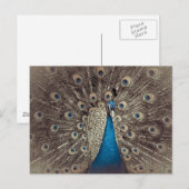 Antiek Blauw Peacock Briefkaart (Voorkant / Achterkant)