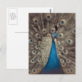 Antiek Blauw Peacock Briefkaart (Voorkant / Achterkant)