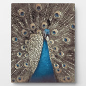 Antiek Blauw Peacock Fotoplaat (Voorkant)