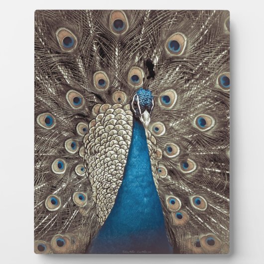 Antiek Blauw Peacock Fotoplaat (Voorkant)