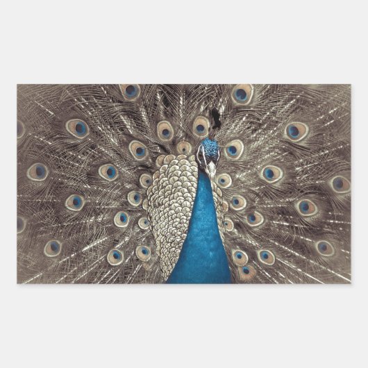 Antiek Blauw Peacock Rechthoekige Sticker (Voorkant)