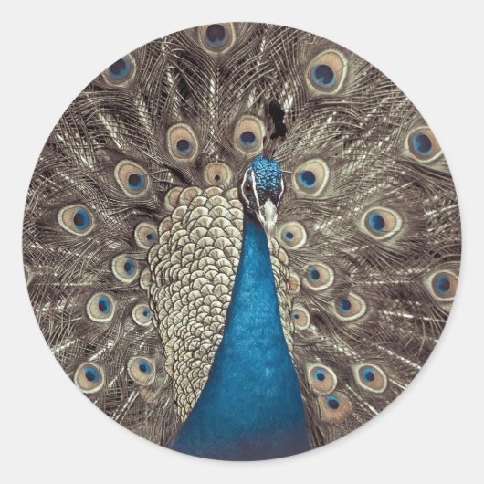 Antiek Blauw Peacock Ronde Sticker (Voorkant)
