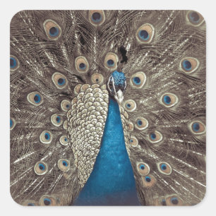 Antiek Blauw Peacock Vierkante Sticker