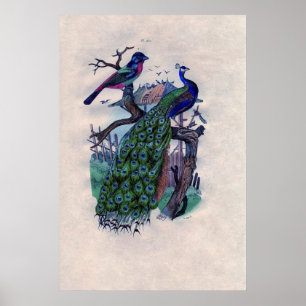 Antiek Blue Peacock French Poster Print