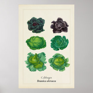 Antiek Boerenkool Botanische Illustratie Wandkunst Poster