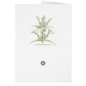 Antiek boomgaarden (Achterkant)