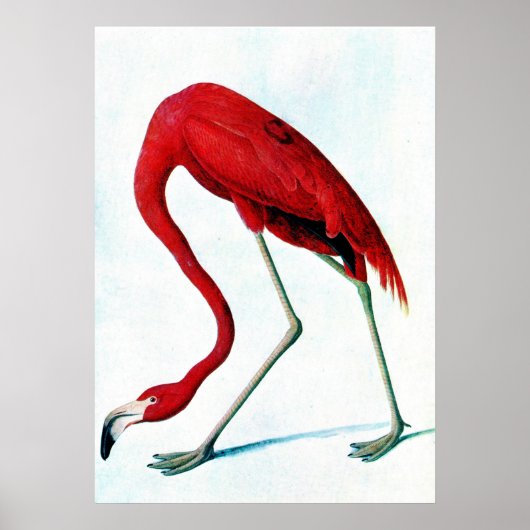 Antiek bord Amerikaanse rode flamingo Audubon Poster (Voorkant)