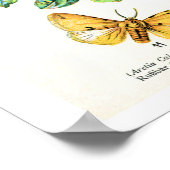 Antiek bord, vlinders van Europa: bord 10 Poster (Hoek)