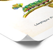 Antiek bord, vlinders van Europa: bord 15 Poster (Hoek)