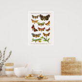 Antiek bord, vlinders van Europa: bord 15 Poster (Keuken)