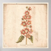 Antiek botanisch Poster Campanula, bloem (Voorkant)