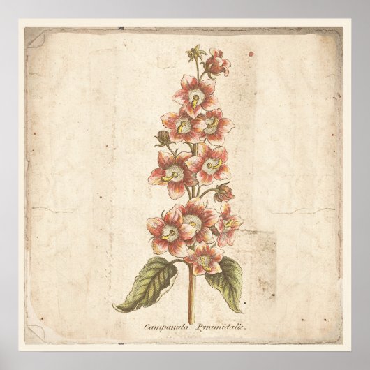 Antiek botanisch Poster Campanula, bloem (Voorkant)