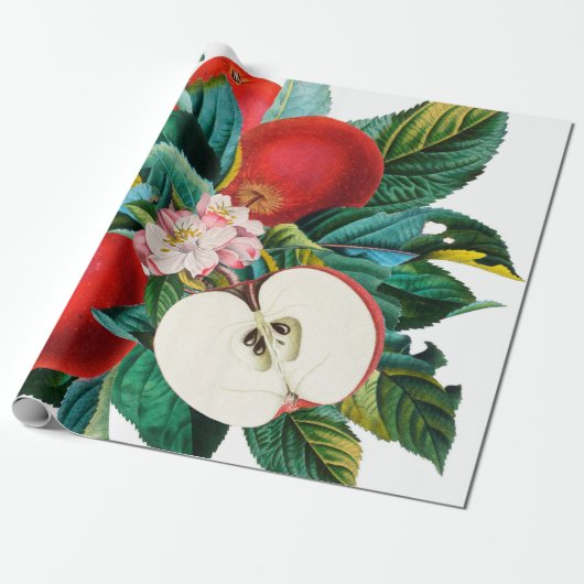 Antiek botanische appelfruitregeling, appelsap cadeaupapier (Uitgerold)