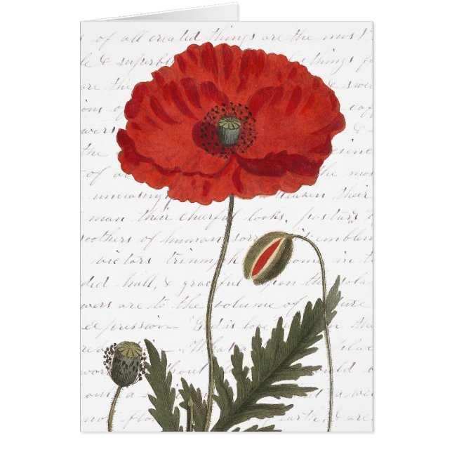 Antiek botanische illustratie, helder rood papaver (Voorkant)