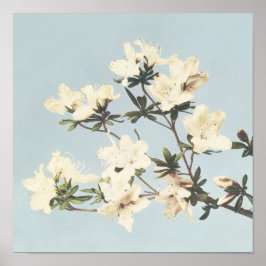 Antiek Botanische Ontwerp Japanse Azalea Print
