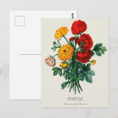 Antiek Bouquet, rode en gele Ranunculus Flowers Briefkaart (Voorkant / Achterkant)