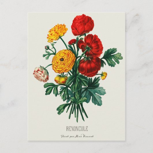 Antiek Bouquet, rode en gele Ranunculus Flowers Briefkaart (Voorkant)