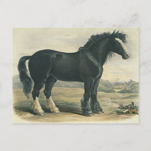 Antiek  Briefkaart met zwarte gordel