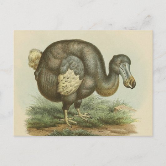 Antiek Briefkaart van Dodo Bird Natural History (Voorkant)