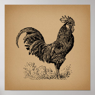 Antiek bruine rooster, illustratie Chicken Art Poster