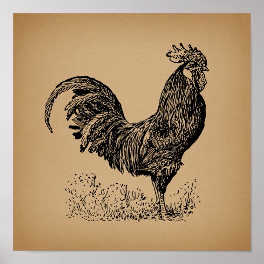 Antiek bruine rooster, illustratie Chicken Art Poster (Voorkant)