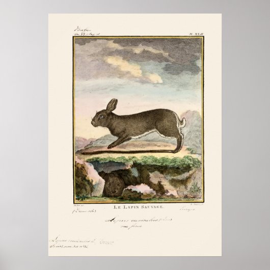 Antiek Bunny Rabbit Color Etching Poster (Voorkant)