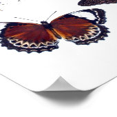 Antiek Butterfly Natural History Art Print no.12 (Hoek)