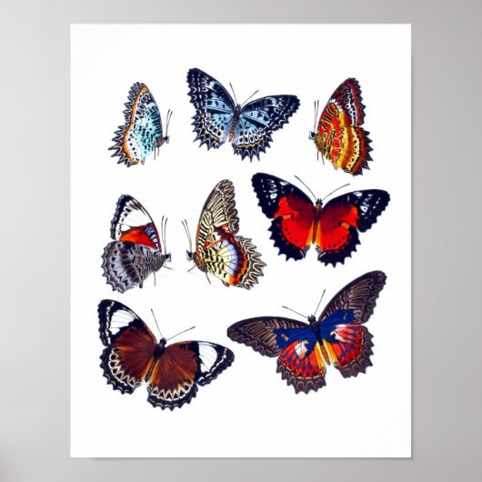 Antiek Butterfly Natural History Art Print no.12 (Voorkant)