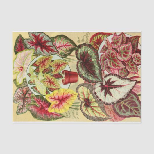 Antiek Caladiums en Rex Begonia Weefselpapier Tissuepapier (Voorkant)