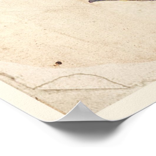 Antiek chemicaliën Afdrukken Poster Paars Loosestr (Hoek)