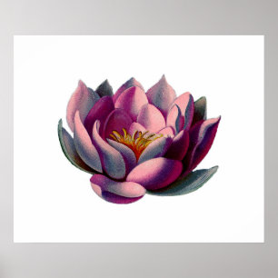Antiek chemicaliën Roze water Lily Lotus Poster