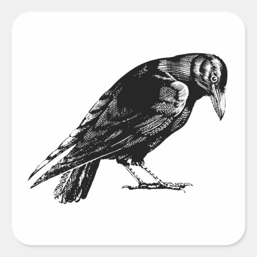 Antiek Crow Blackbird RavenTotebag Vierkante Sticker (Voorkant)