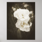 Antiek Daffodildruk Poster (Voorkant)