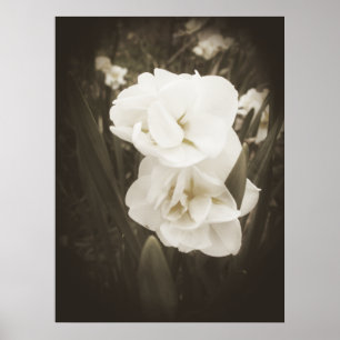 Antiek Daffodildruk Poster