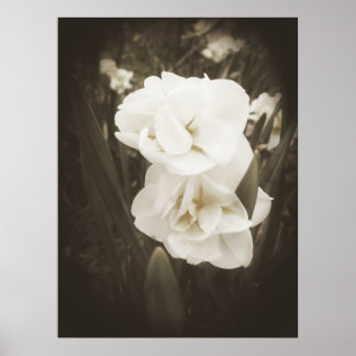 Antiek Daffodildruk Poster