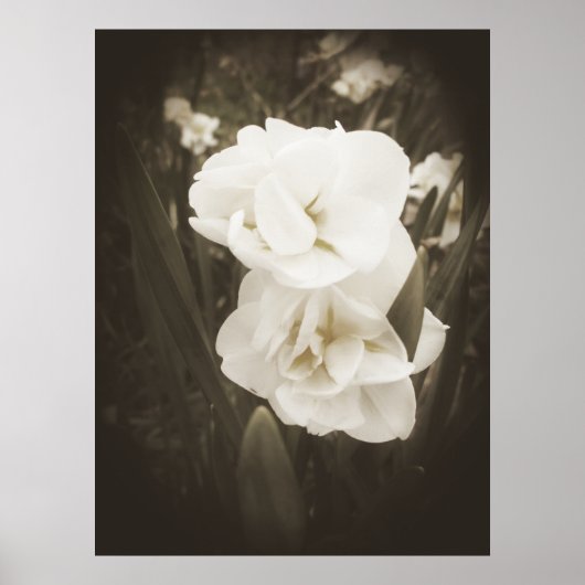 Antiek Daffodildruk Poster (Voorkant)