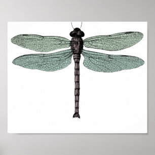 Antiek  dragonfly-trektekening Typografisch Poster