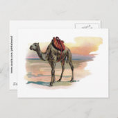 Antiek dromeary Camel Illustration Briefkaart (Voorkant / Achterkant)
