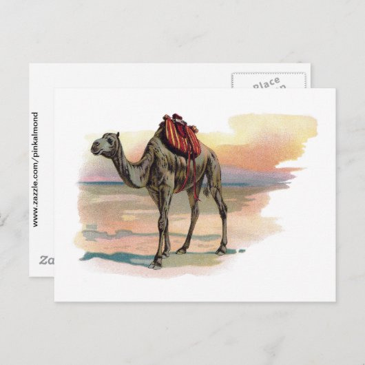 Antiek dromeary Camel Illustration Briefkaart (Voorkant / Achterkant)