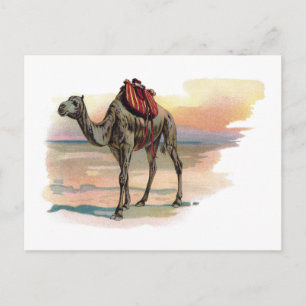 Antiek dromeary Camel Illustration Briefkaart