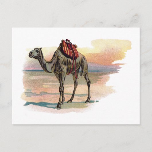 Antiek dromeary Camel Illustration Briefkaart (Voorkant)