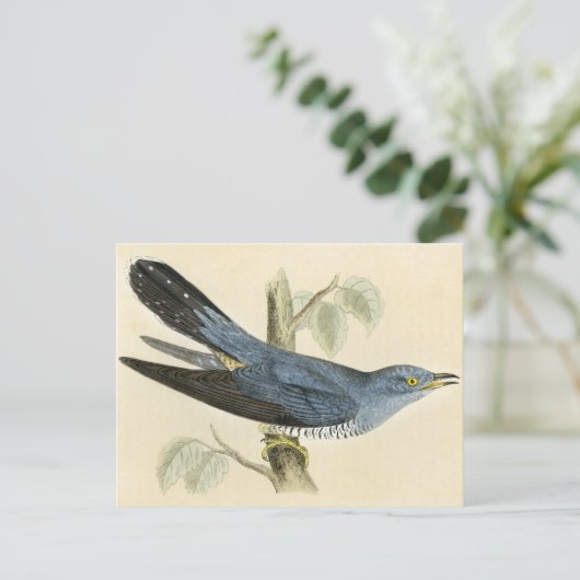 Antiek Druk van een Gemeenschappelijke Koekoek Briefkaart (Staand voorkant)