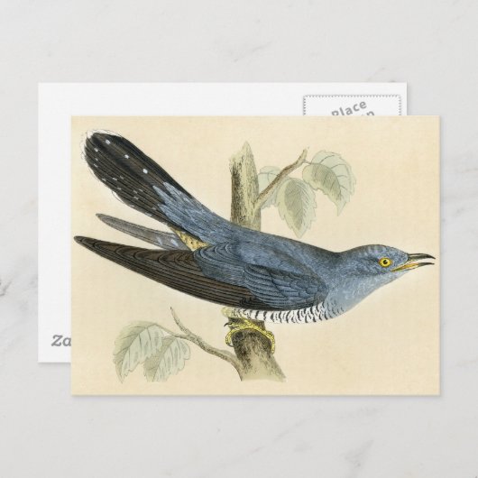 Antiek Druk van een Gemeenschappelijke Koekoek Briefkaart (Voorkant / Achterkant)