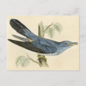 Antiek Druk van een Gemeenschappelijke Koekoek Briefkaart (Voorkant)